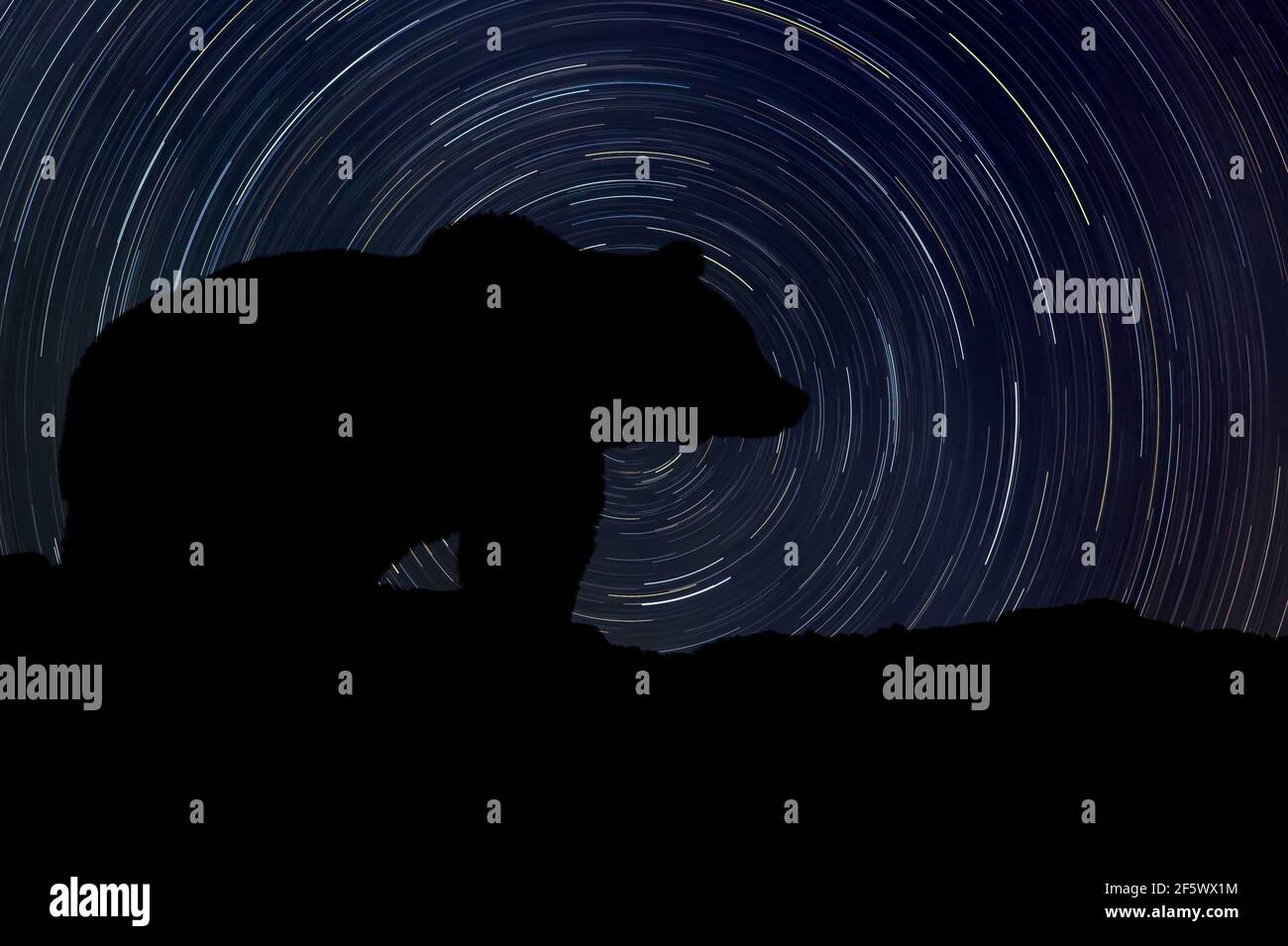 Silhouette of bear at night with startrail in the background Stock Photo