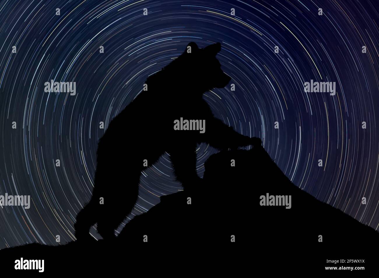 Silhouette of bear on rock at night with startrail in the background Stock Photo