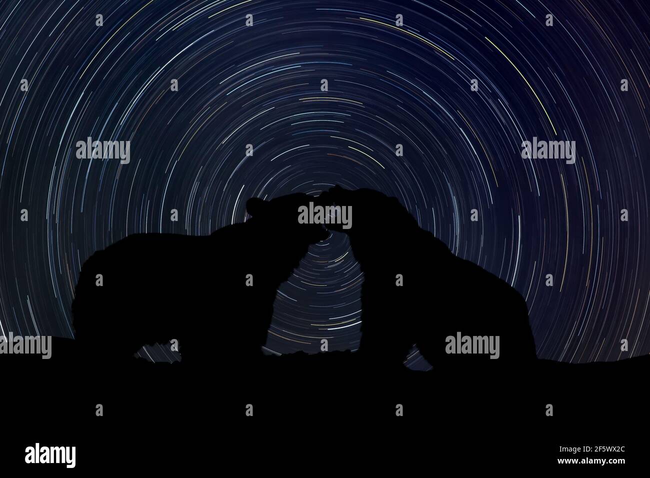 Silhouette of two bear at night with startrail in the background Stock Photo
