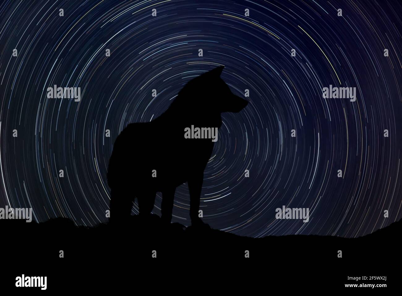 Silhouette of wolf at night with startrail in the background Stock Photo
