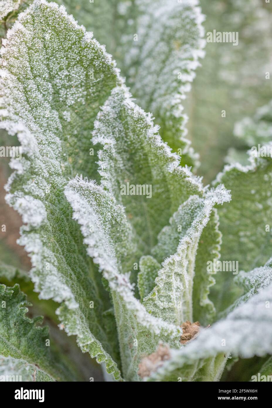 Heavy frost on leaf surface of Purple Foxglove / Digitalis purpurea