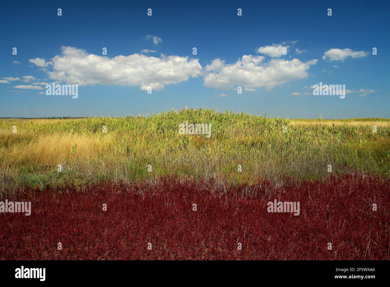 Salicornia grass growing in the region of coastal saline marshes with