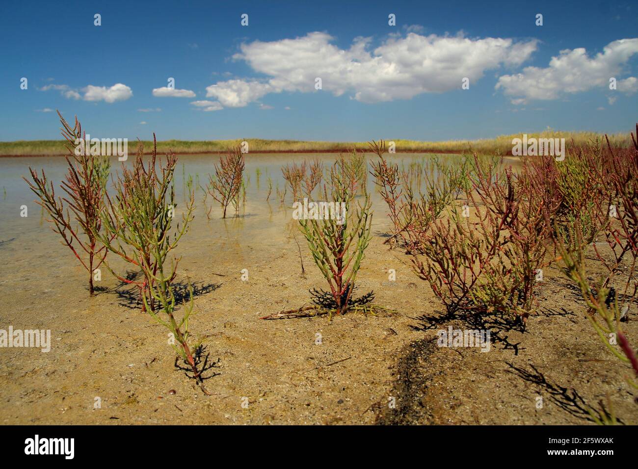 Salicornia grass growing in the region of coastal saline marshes with