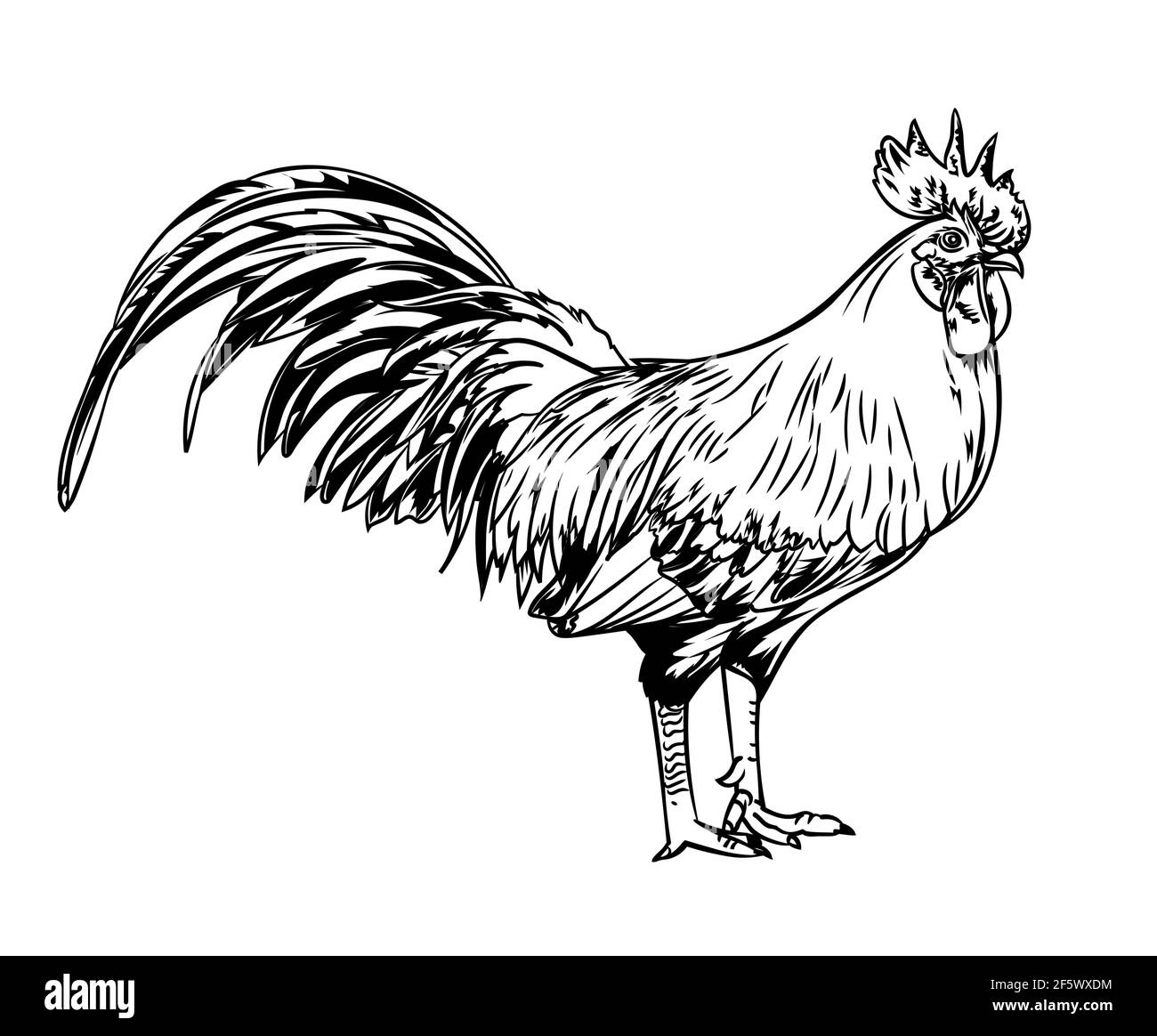 vintage rooster clipart image