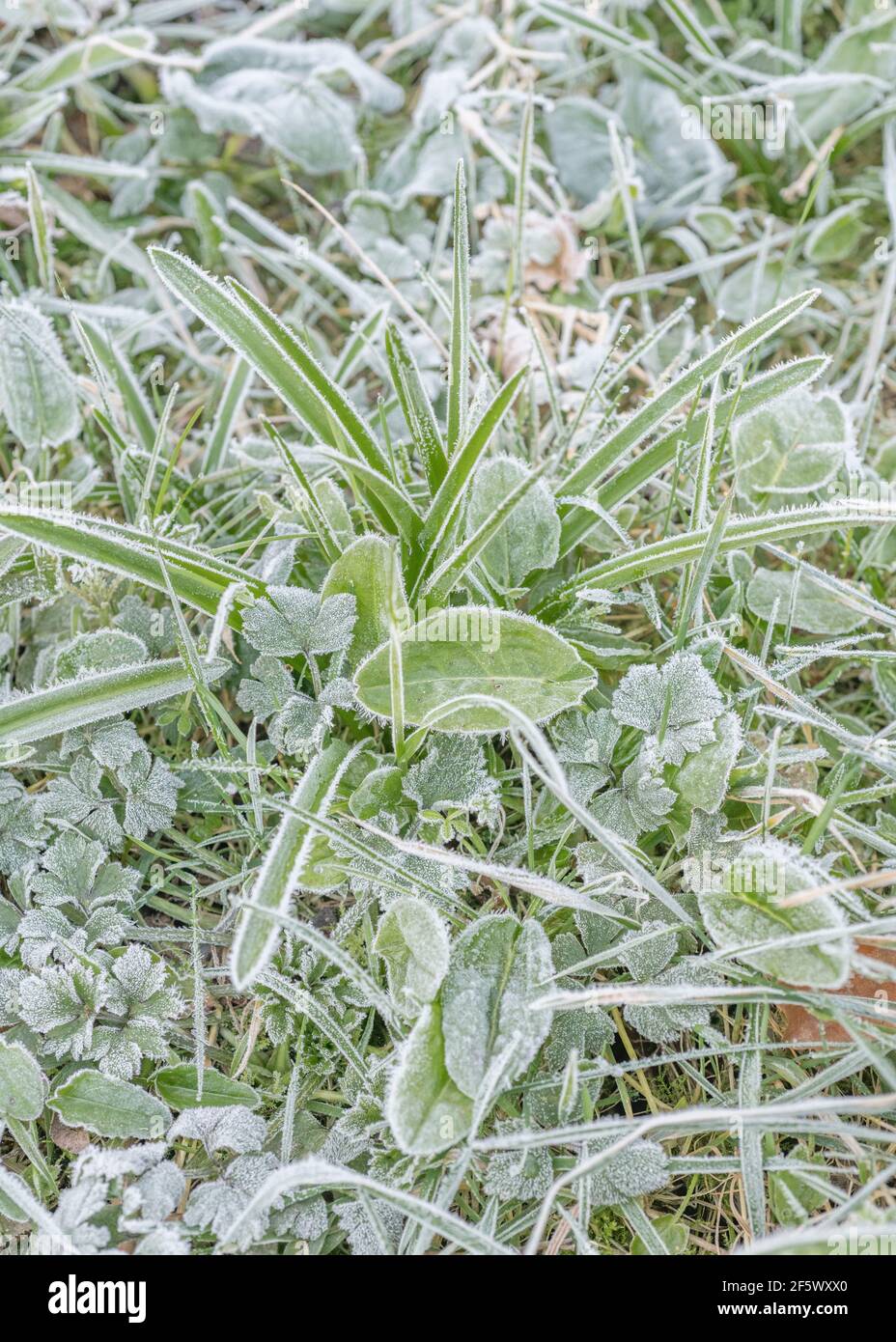 Heavy frost on leaf surface of early Common Sorrel / Rumex acetosa, Bluebell and grass leaves. For winter weather, UK cold snap, frozen plants. Stock Photo