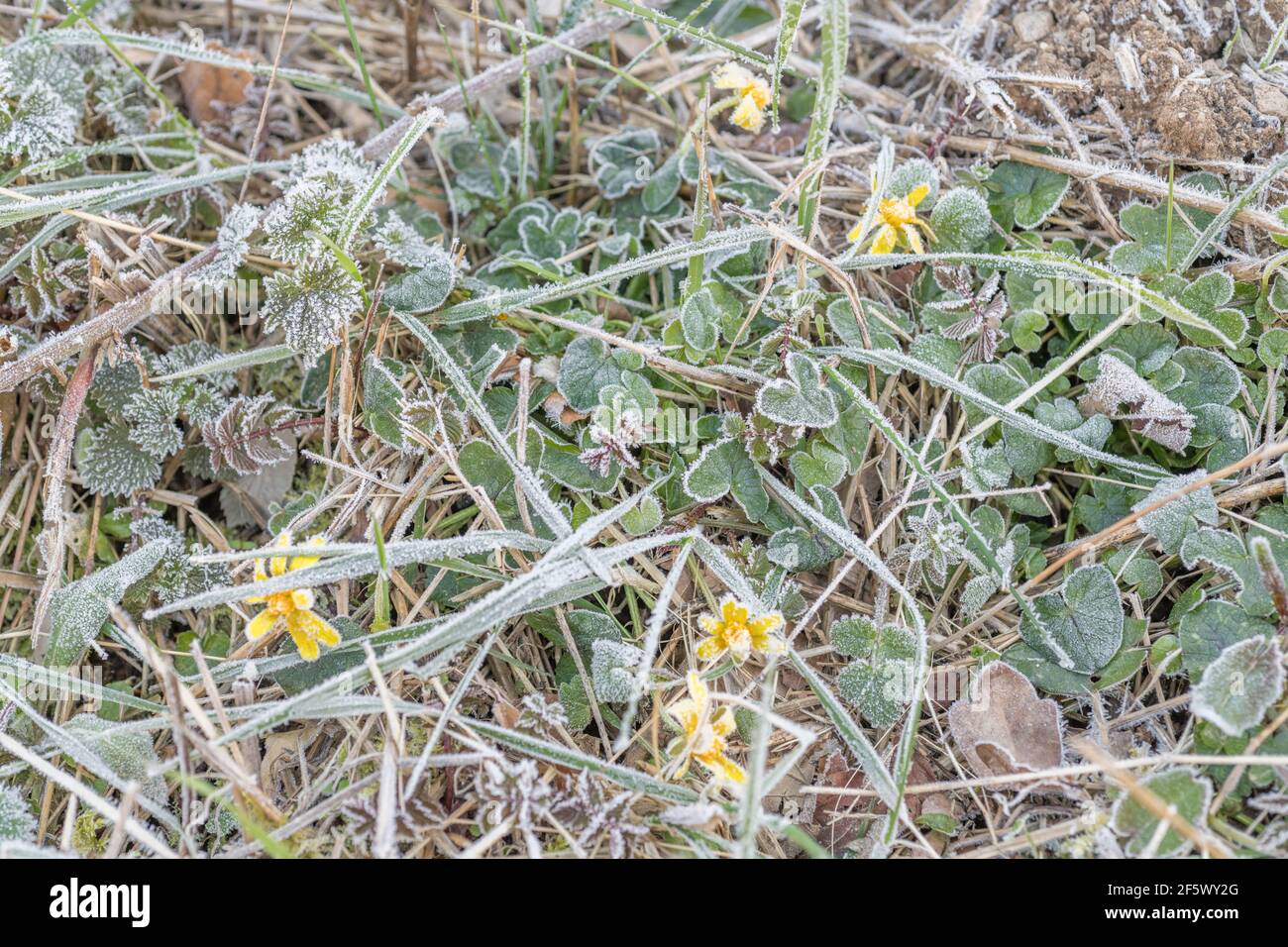 Cold Damage On Ranunculus Heavy frost on leaf surface of flowering Lesser Celandine / Ranunculus ...