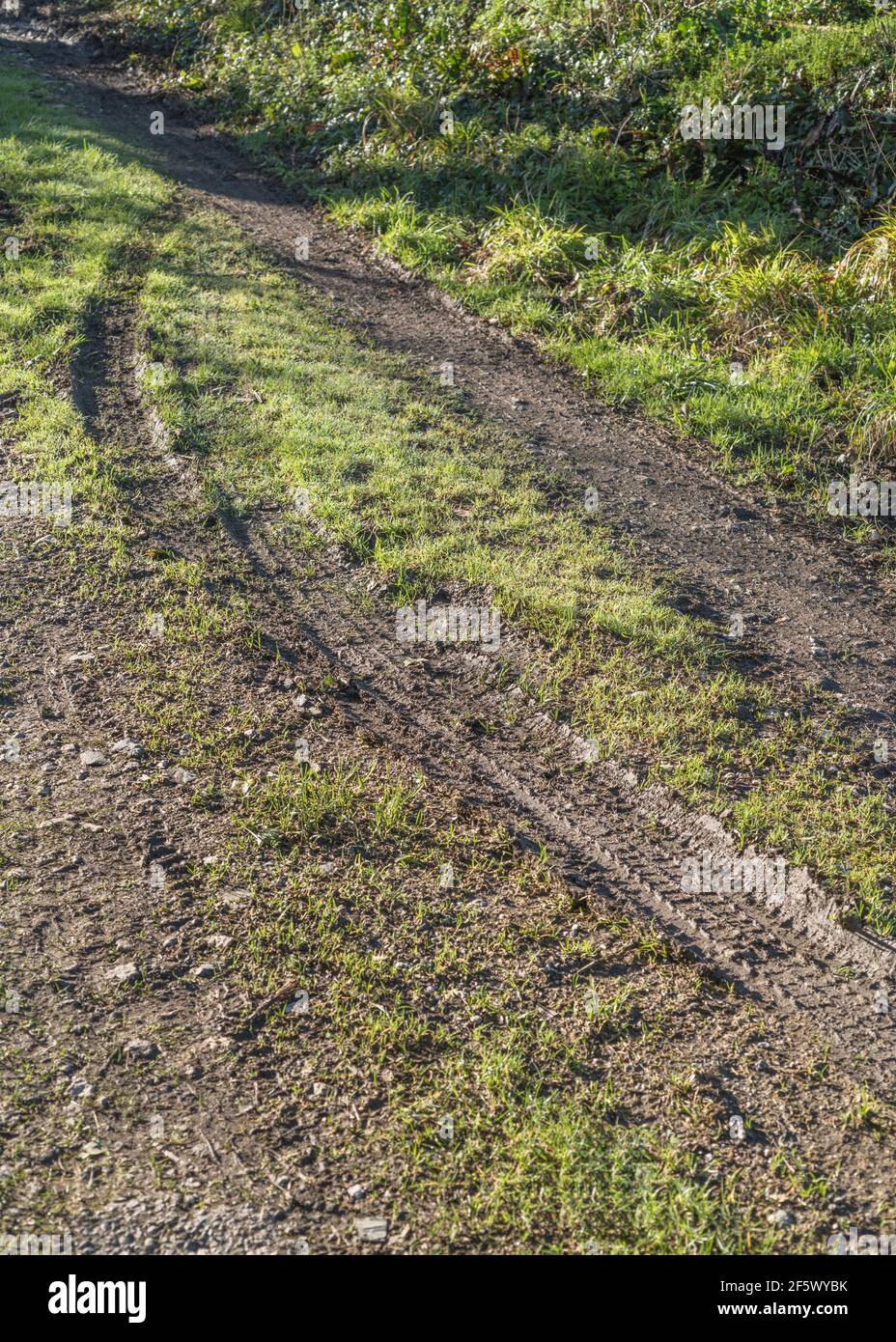 Tyre mark on wet grass of country track. Metaphor round the bend, changing course, change of direction, keep off the grass, muddy track. Stock Photo