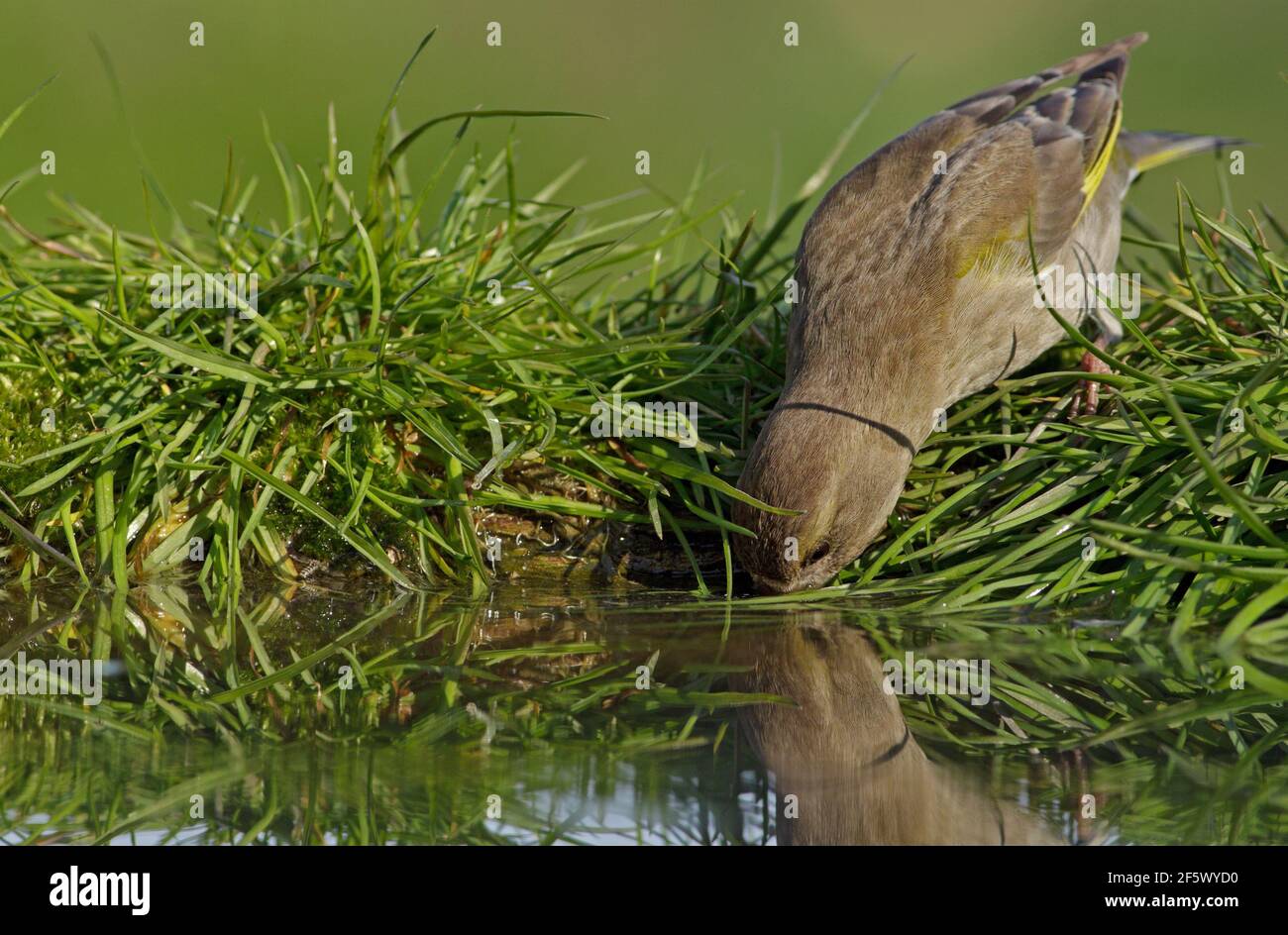 Female European Greenfinch (Chloris chloris) drinks water. Stock Photo