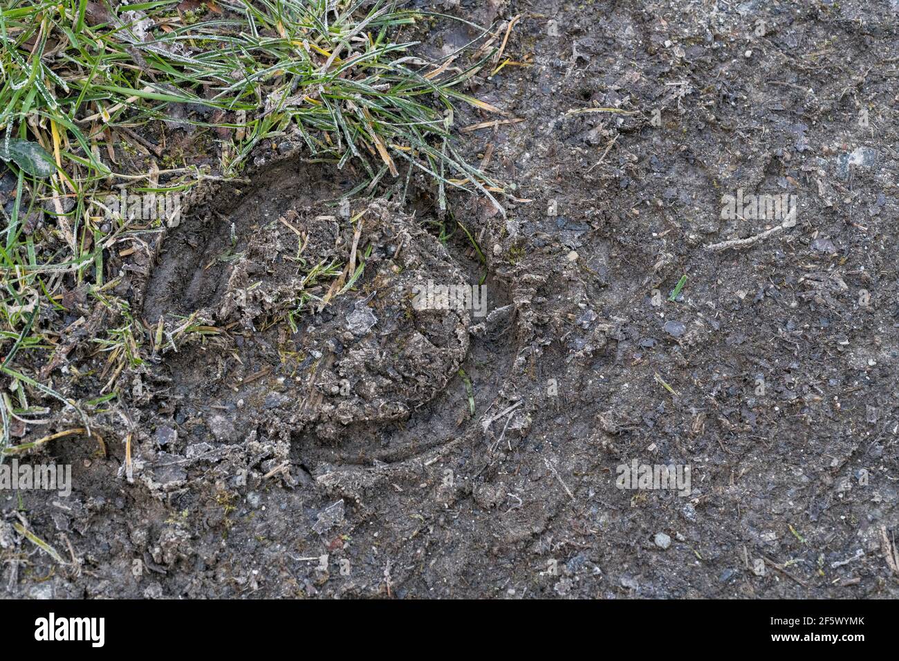 Hoof Prints High Resolution Stock Photography and Images Alamy