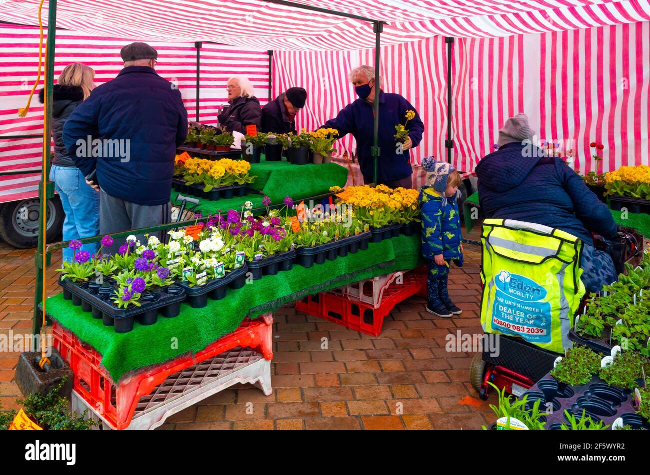 Gardeners buying Spring bedding and pot plants at a weekly market flower stall  in  Redcar North Yorkshire very crowded on a rainy sprind day Stock Photo