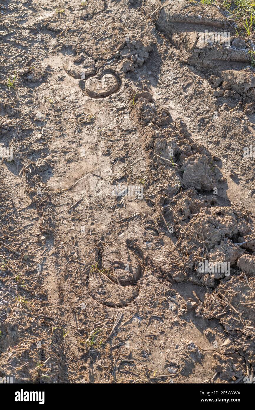 Hoof Prints High Resolution Stock Photography and Images Alamy