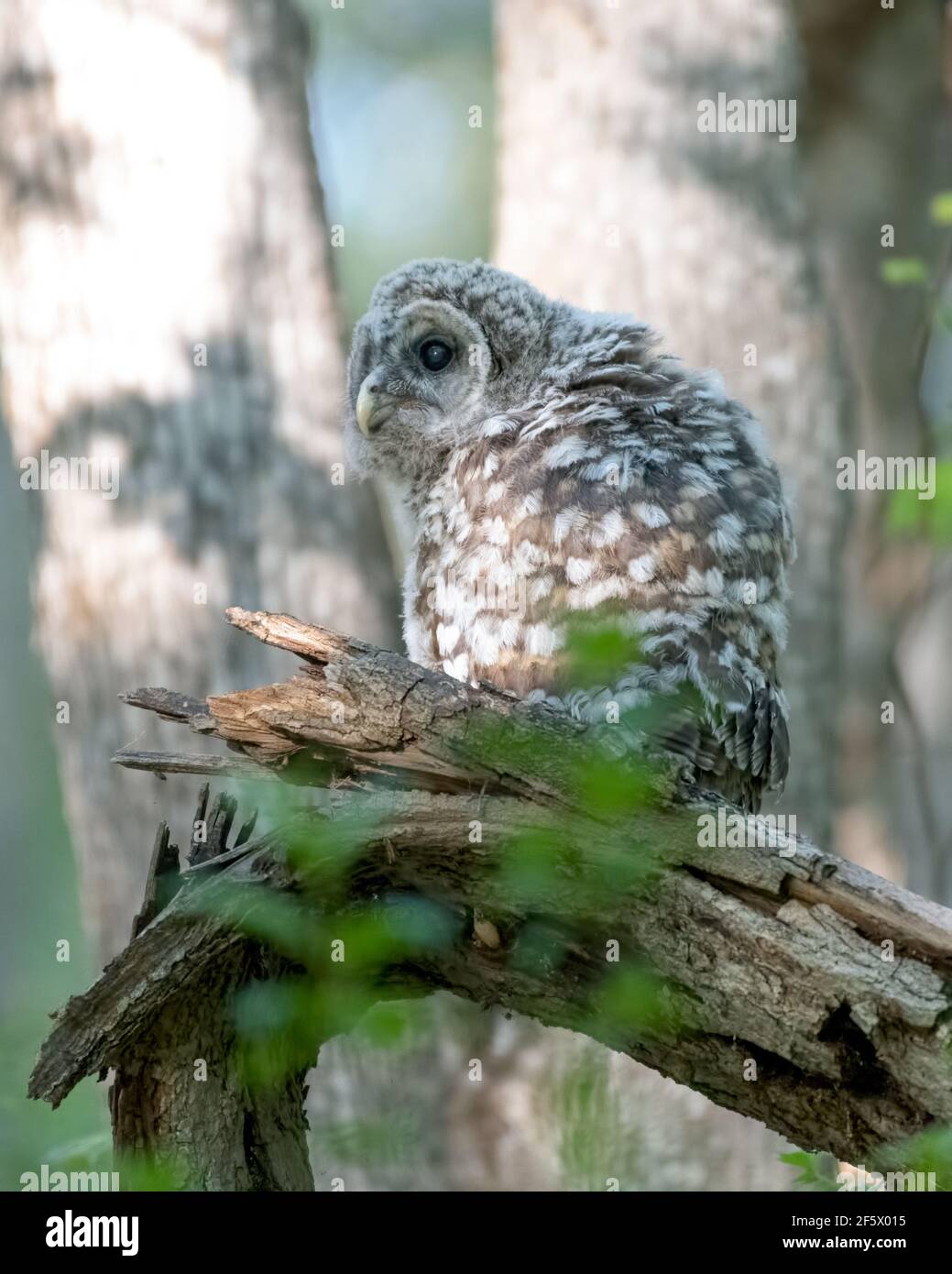 Barred Owlet in the Woods - young barred owl (Strix varia) perching on a branch shortly after flying/falling from its nest. Trees in the background Stock Photo