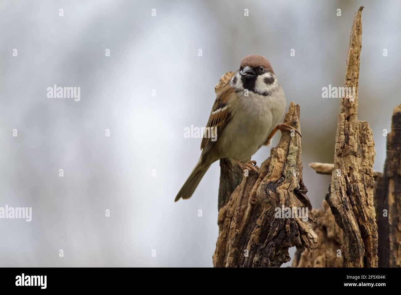 Eurasian tree sparrow (Passer montanus) with the sunflower seed in its beak. Stock Photo