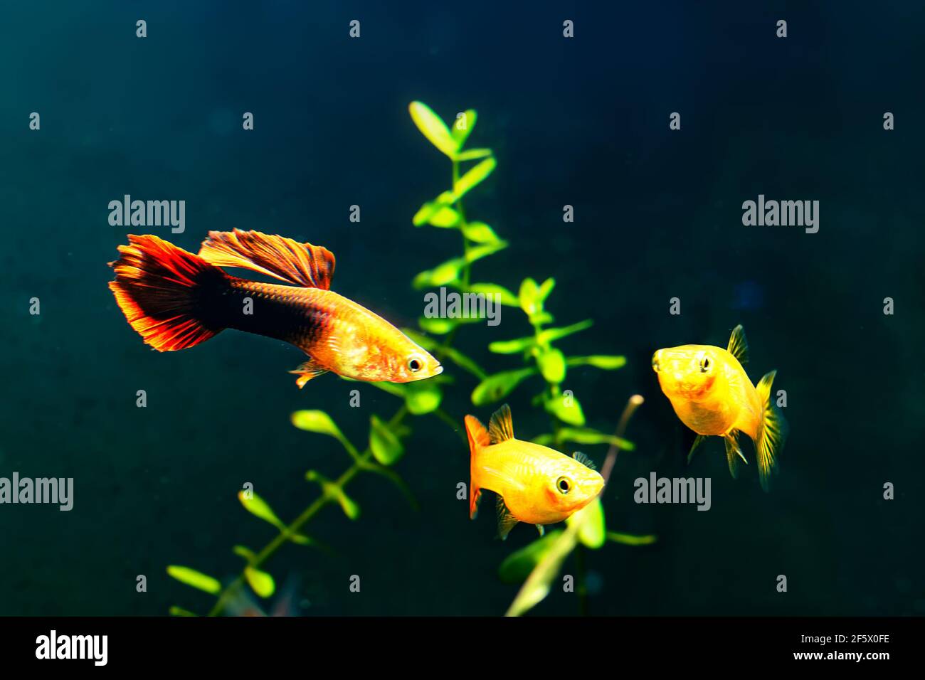 Guppys in freshwater aquarium with green beautiful planted tropical. fish in freshwater aquarium with green beautiful planted tropical. Stock Photo