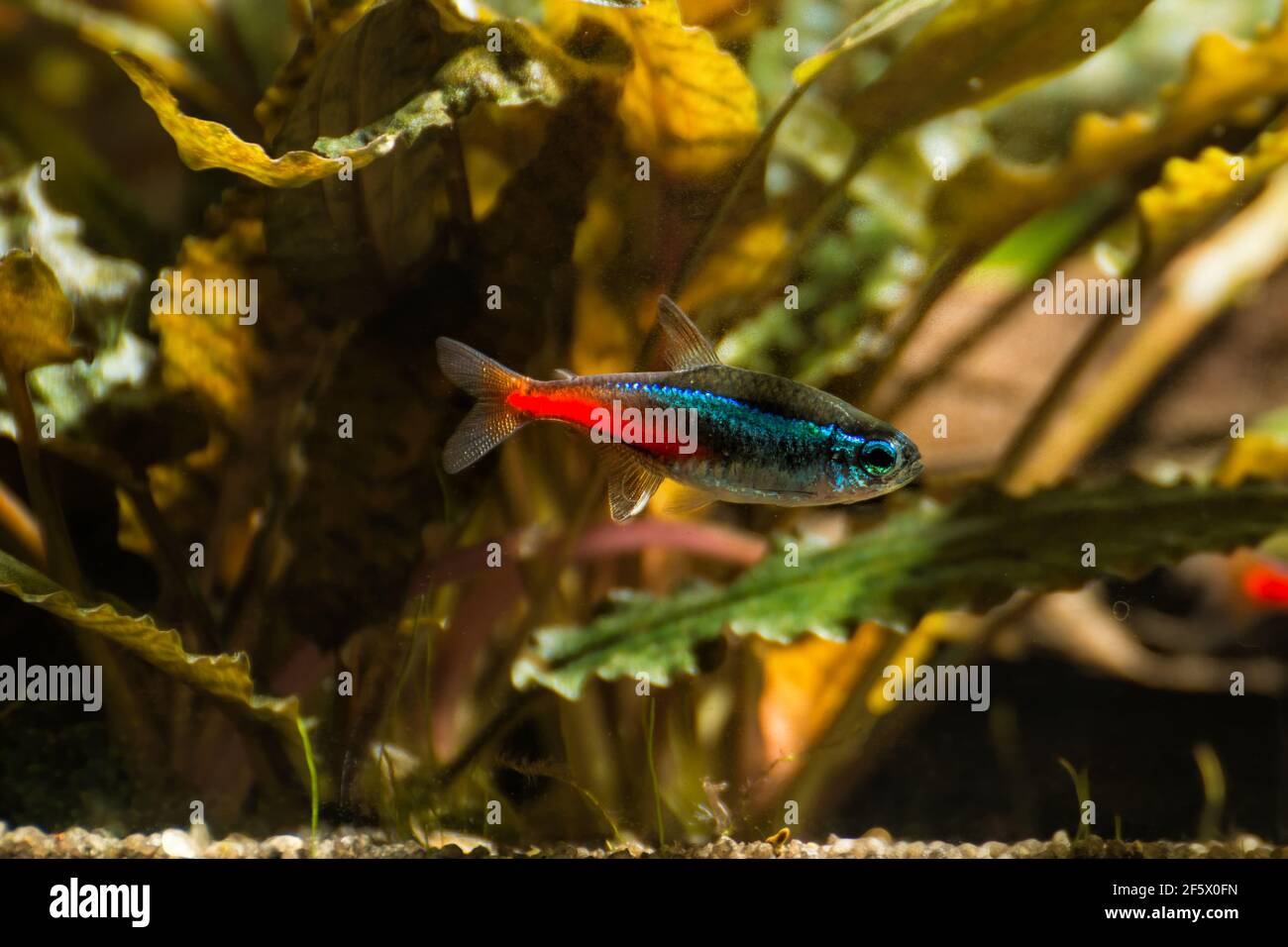 Neon in freshwater aquarium with green beautiful planted tropical. fish in freshwater aquarium with green beautiful planted tropical. Stock Photo