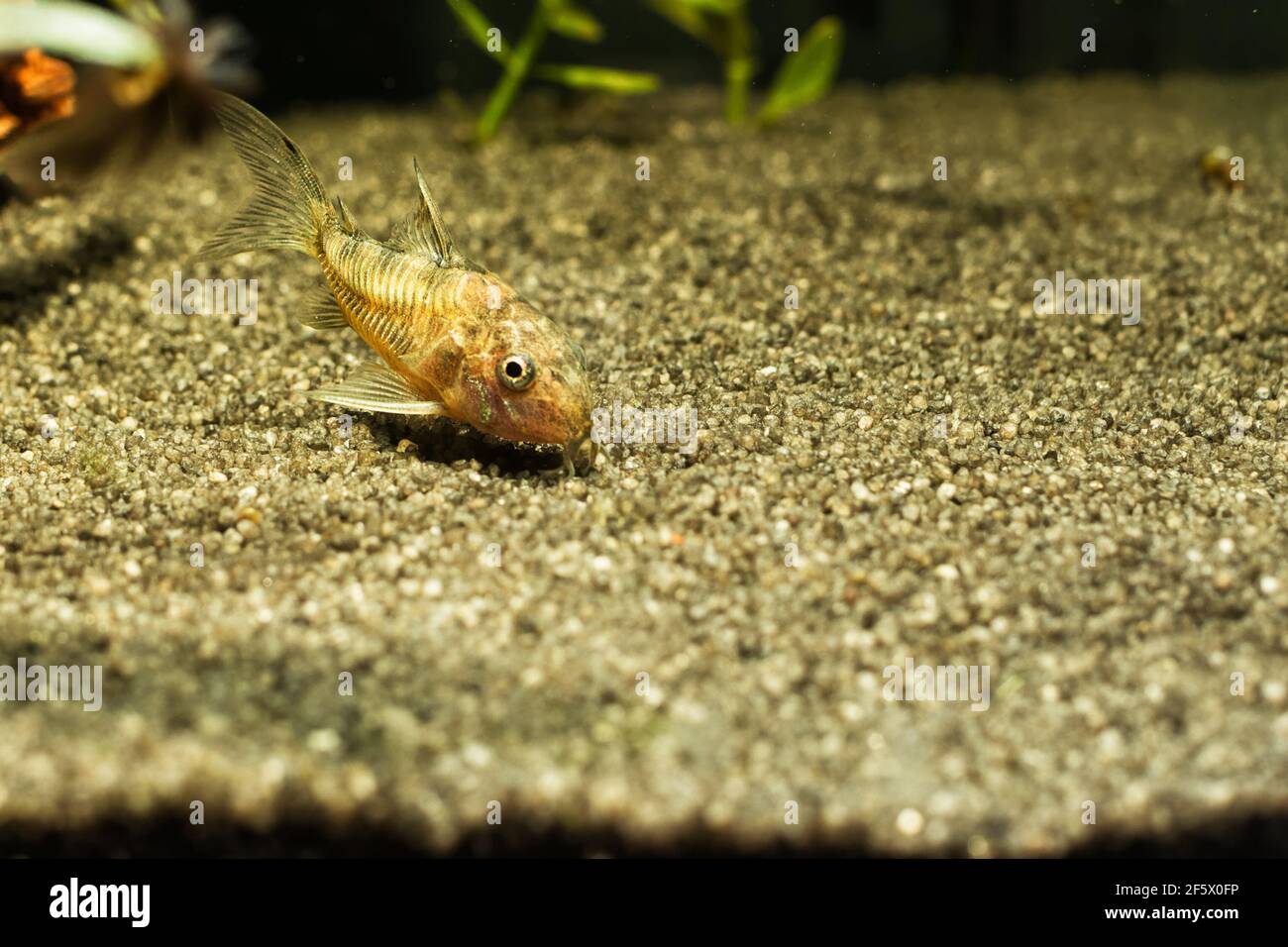 Corydoras in freshwater aquarium with green beautiful planted tropical. fish in freshwater aquarium with green beautiful planted tropical. Stock Photo