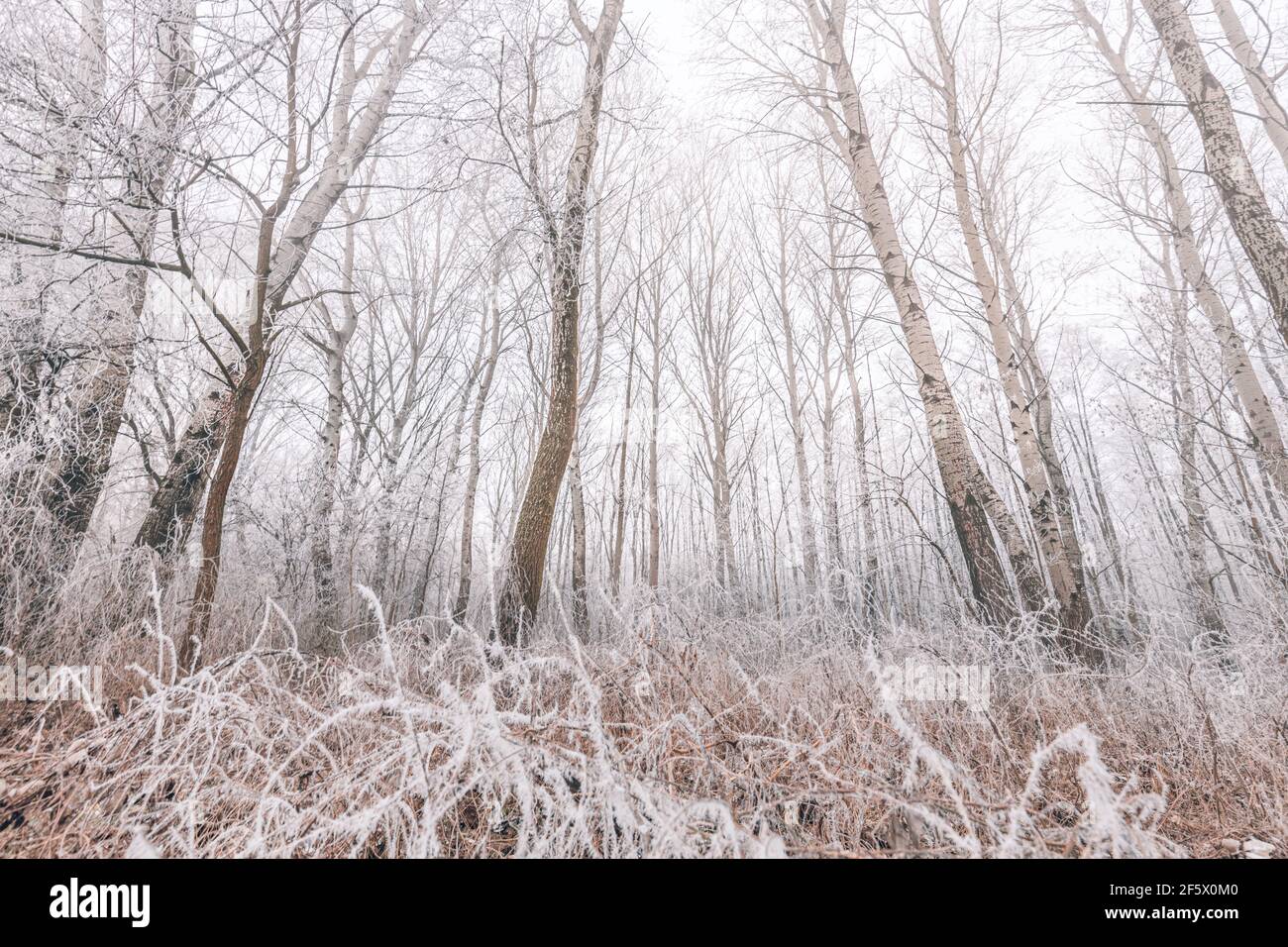Forest trees covered with snow on frosty evening. Beautiful winter panorama. Landscape of spooky winter forest covered by mist, wide angle view Stock Photo