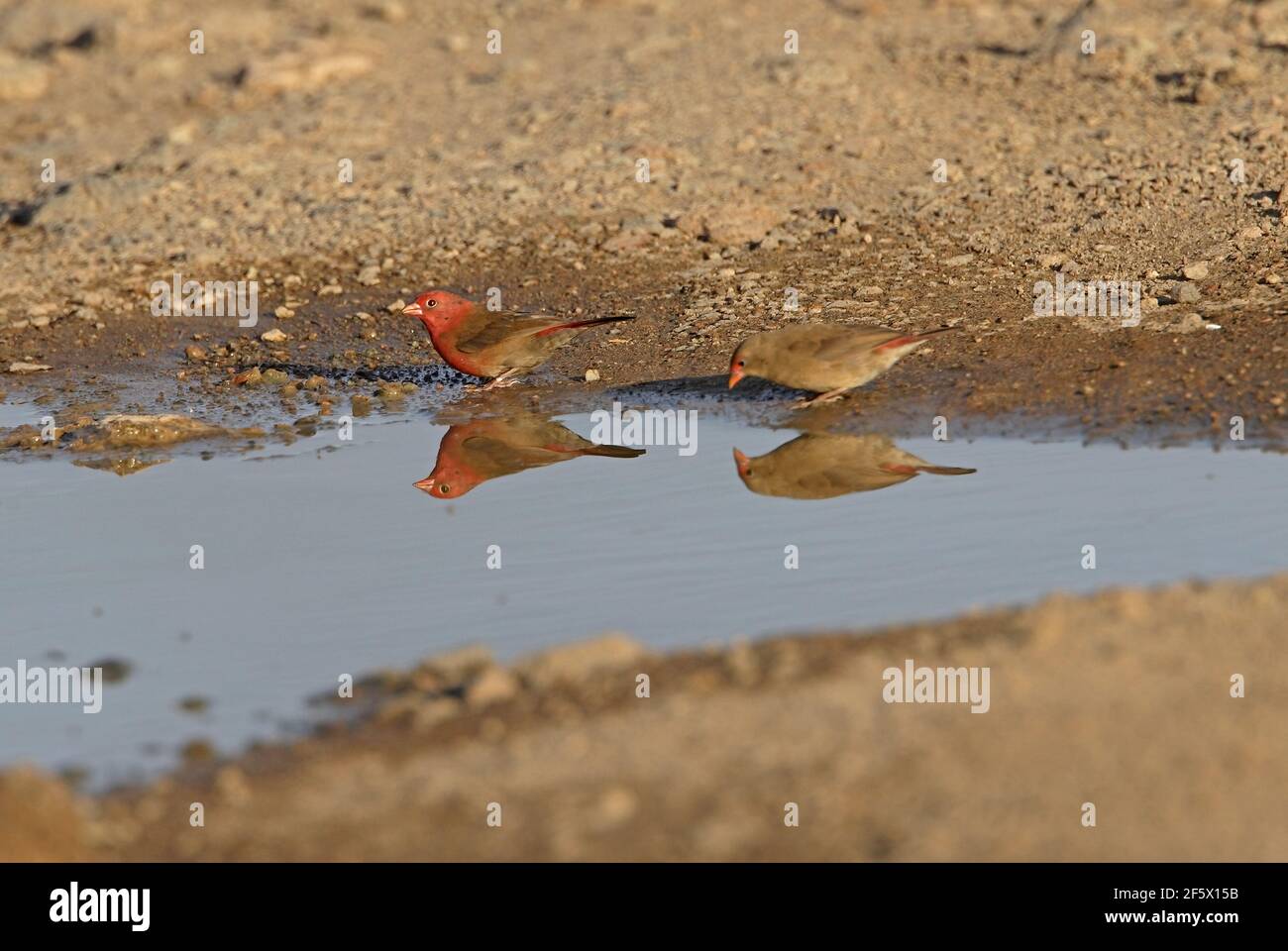 Red-billed Firefinch (Lagonosticta senegala) pair drinking from pool with reflection Awash NP, Ethiopia               April Stock Photo