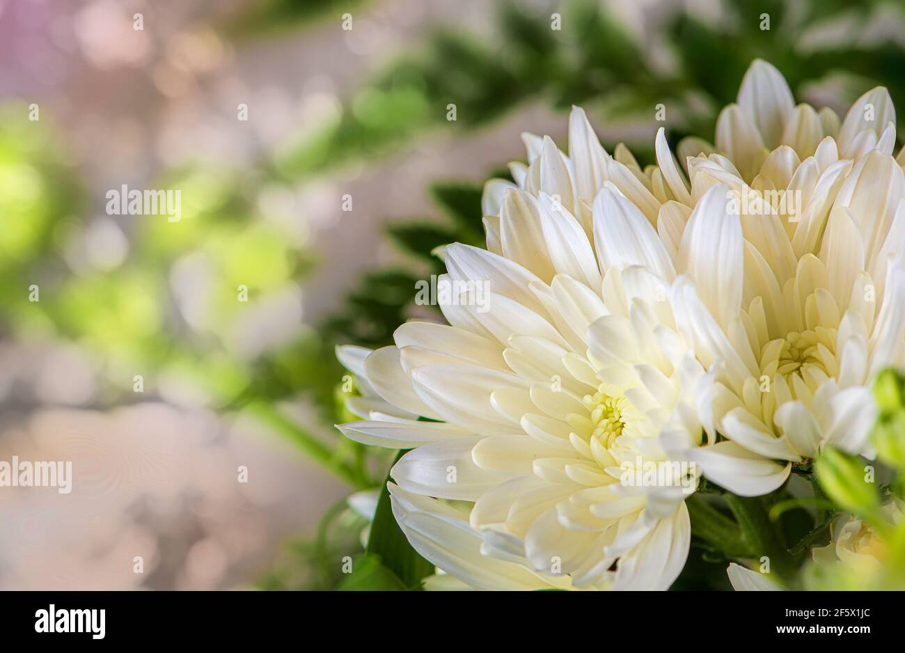 Colorful springtime assortment of Chrysanthemum flowers Stock Photo