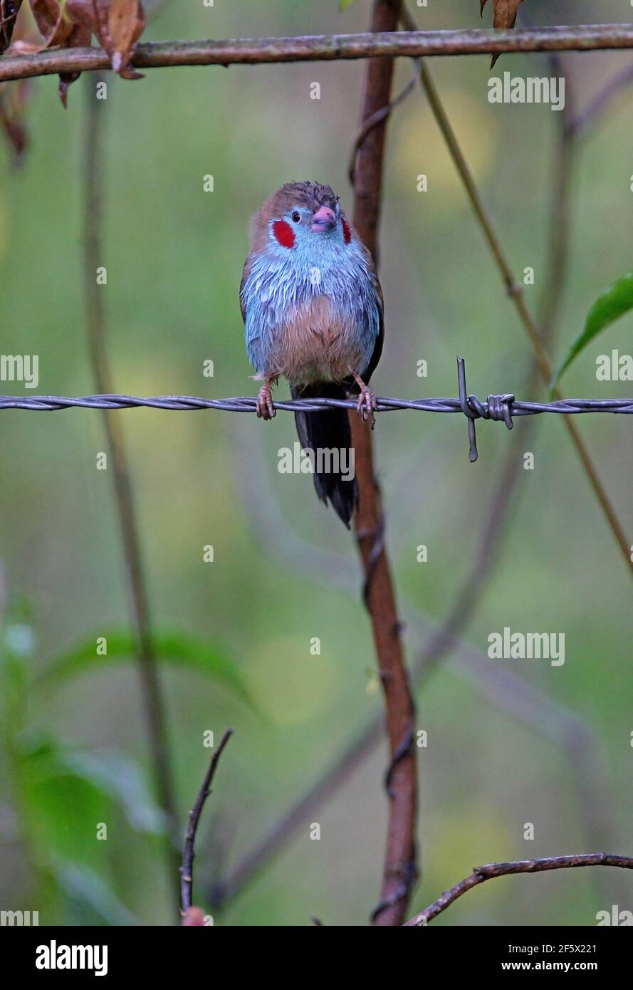 Red-cheeked Cordon-bleu (Uraeginthus bengalus bengalus) male perched on barbed-wire fence after a downpour Lake Naivasha, Kenya           October Stock Photo