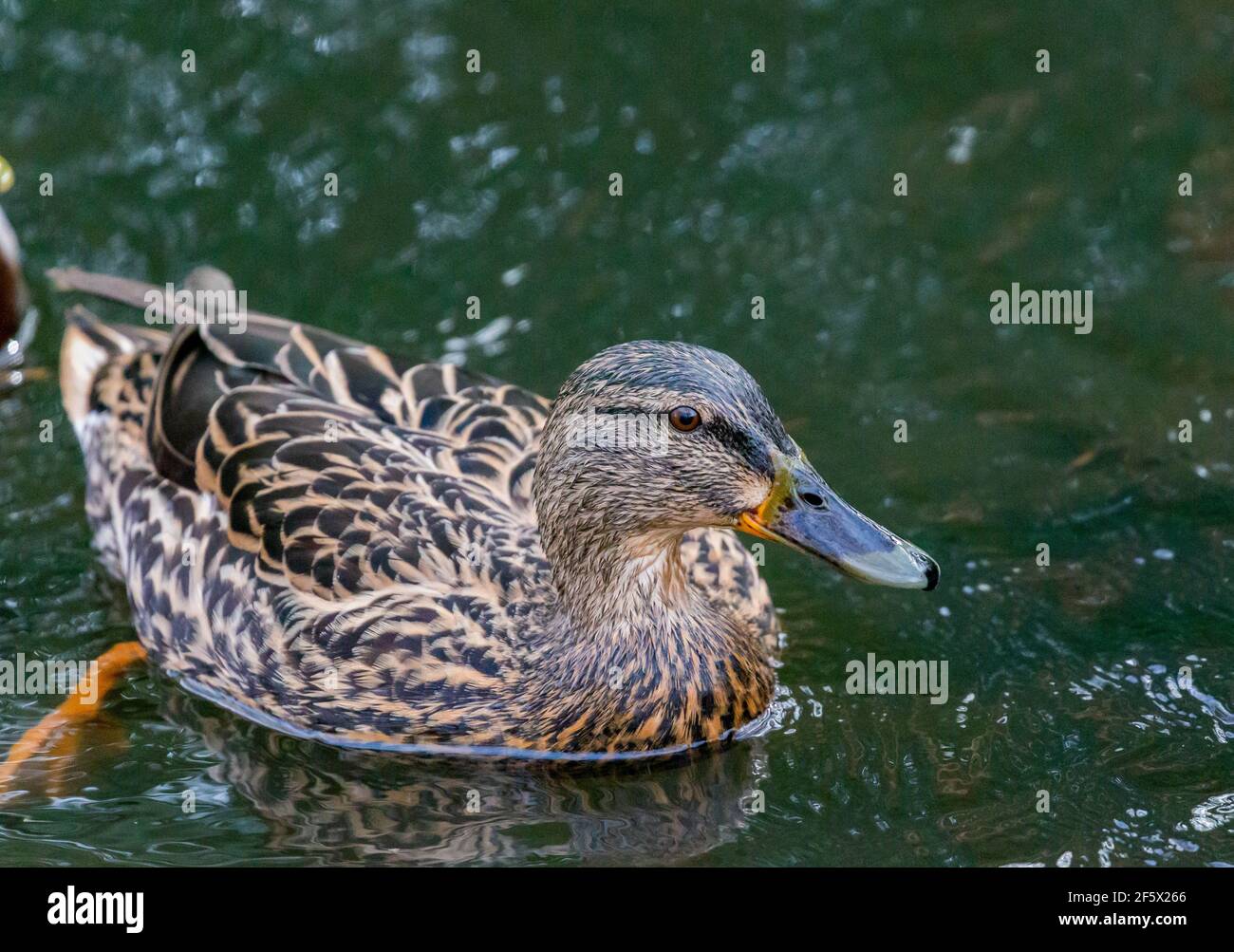 Female Mallard duck (Anas platyrhynchos) swimming on water at Ackers Pit, Warrington, UK Stock Photo