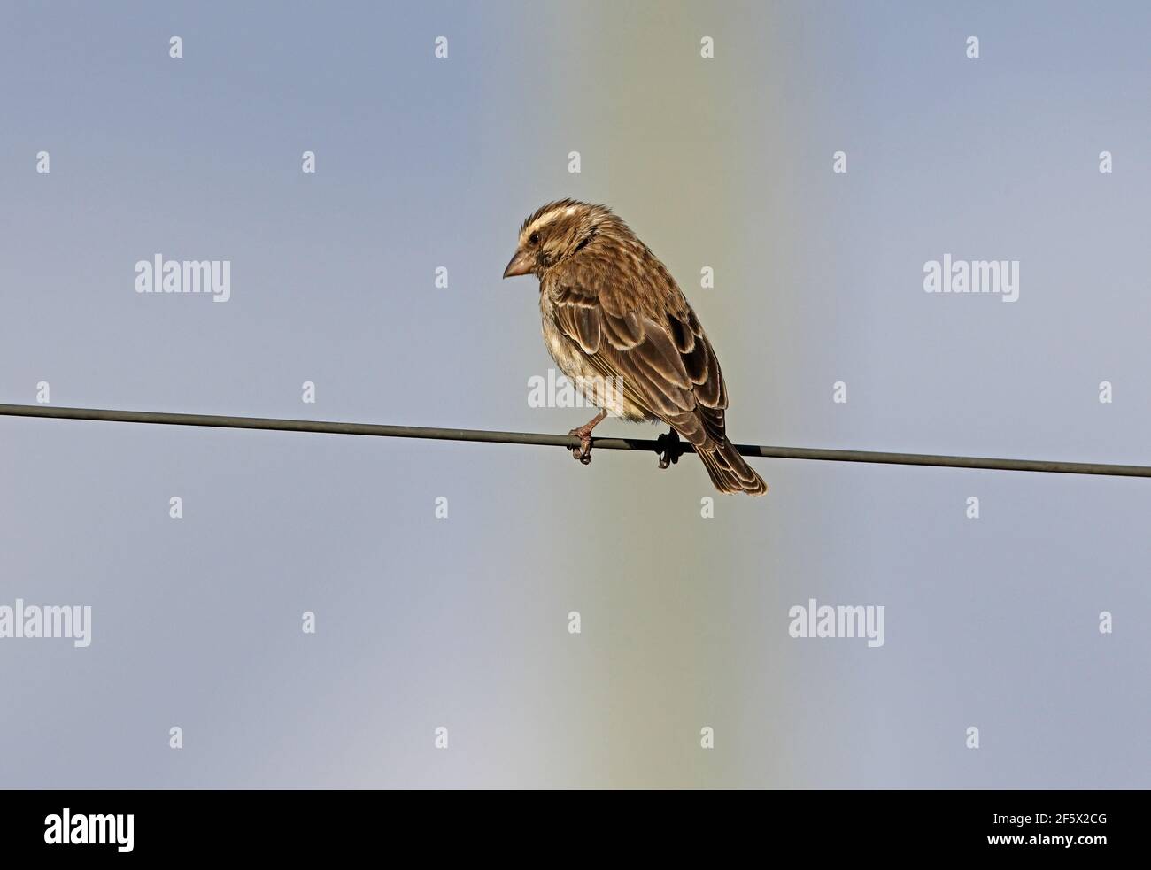 Reichenow's Seedeater (Crithagra reichenowi) perched on wire Lake Naivasha, Kenya           October Stock Photo