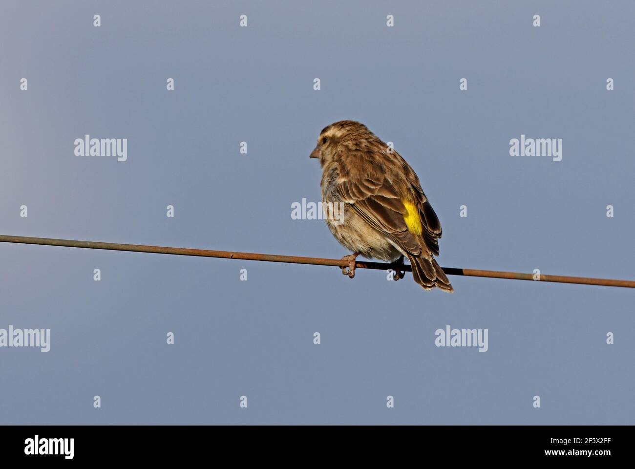 Reichenow's Seedeater (Crithagra reichenowi) perched on wire Lake Naivasha, Kenya           October Stock Photo