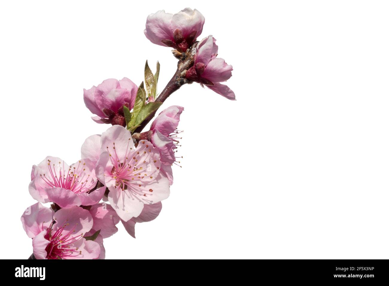 Pink peach tree flowers, blooming branch isolated on white background with copy space Stock Photo
