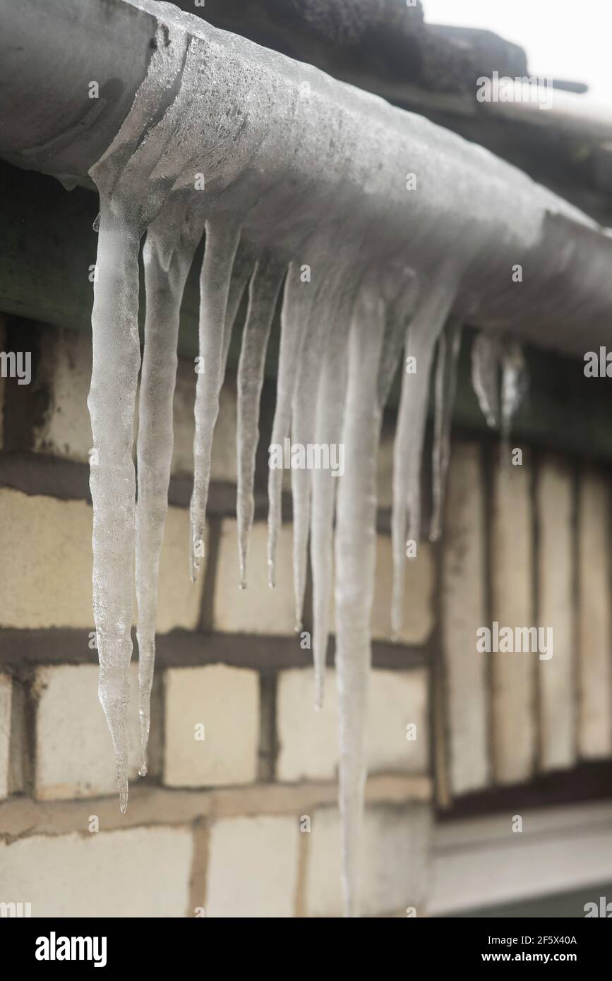 Icicles hanging from guttering, the result of a dripping overflow from