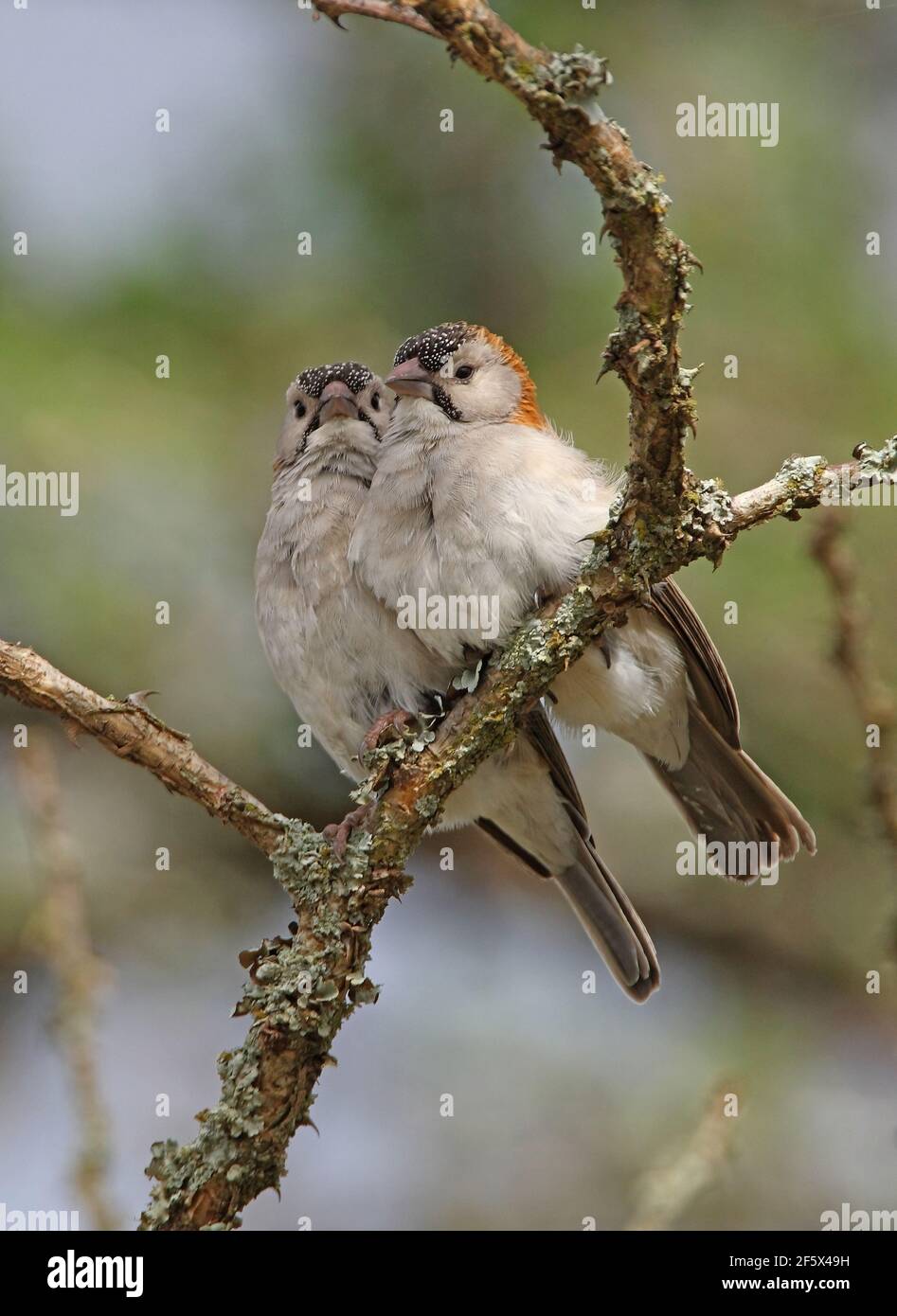 Speckle-fronted Weaver (Sporopipes frontalis emini) pair perched on branch  Kenya            November Stock Photo