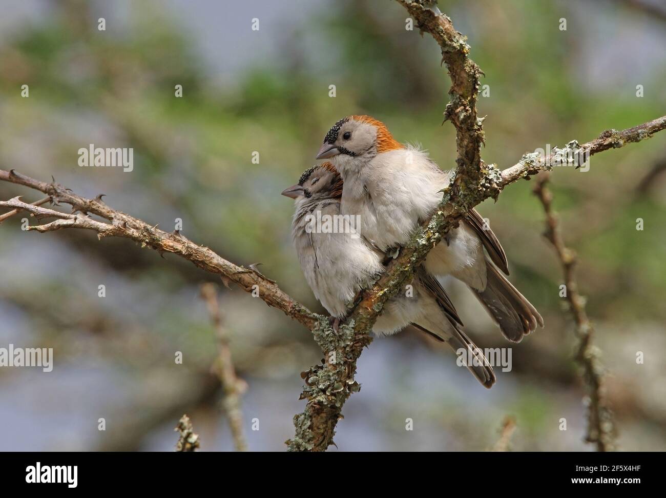 Speckle-fronted Weaver (Sporopipes frontalis emini) pair perched on branch one asleep Kenya            November Stock Photo