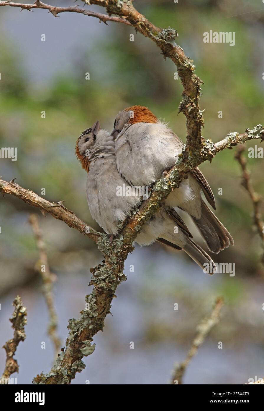 Speckle-fronted Weaver (Sporopipes frontalis emini) pair perched on branch mutual preening Kenya            November Stock Photo