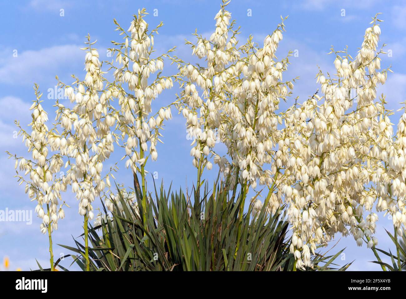 Blooming plants in june Spanish dagger Stock Photo