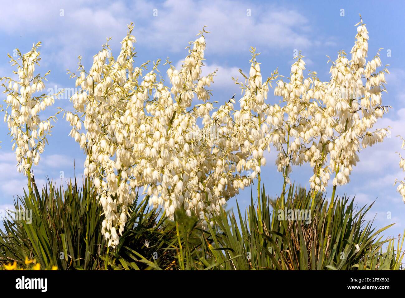 Yucca plant blossoms Stock Photo