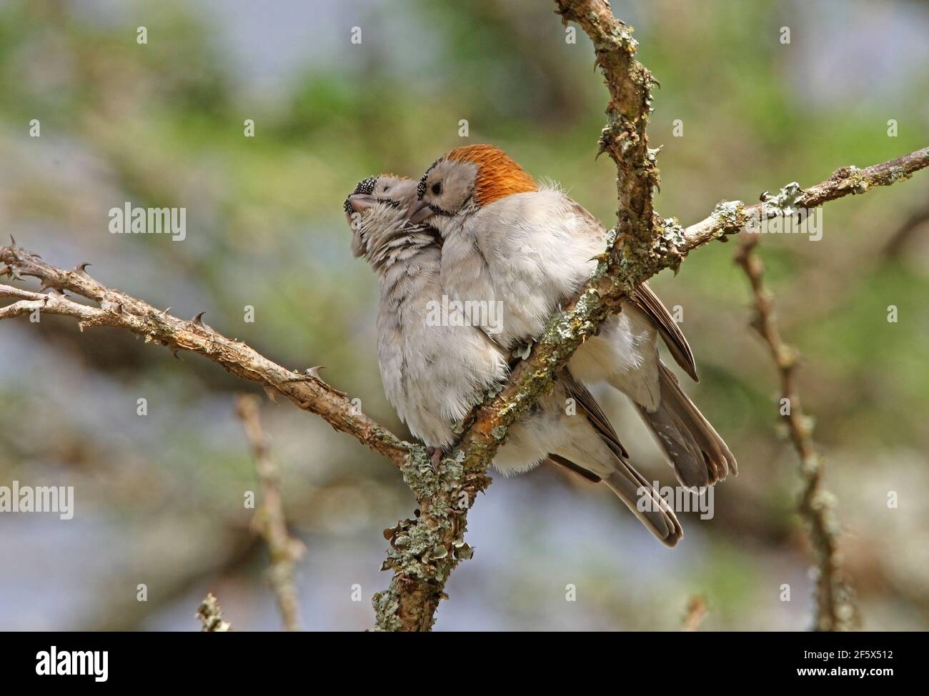 Speckle-fronted Weaver (Sporopipes frontalis emini) pair perched on branch mutual preening Kenya            November Stock Photo