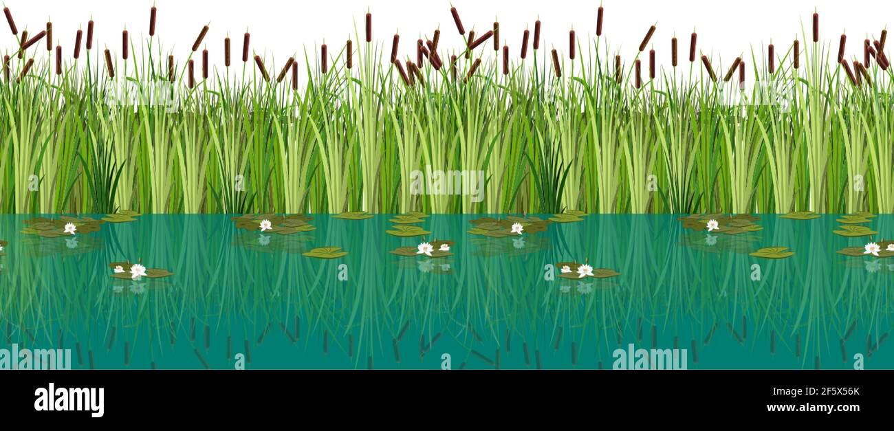 Vector water lilies and cattails in the lake. Vector illustration of