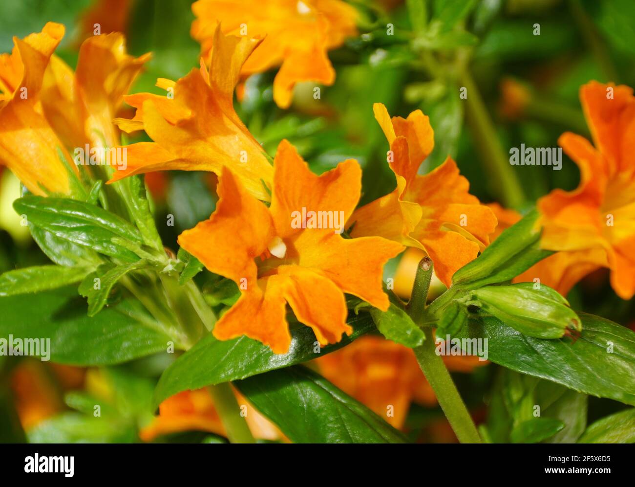 Orange monkey flower hires stock photography and images Alamy