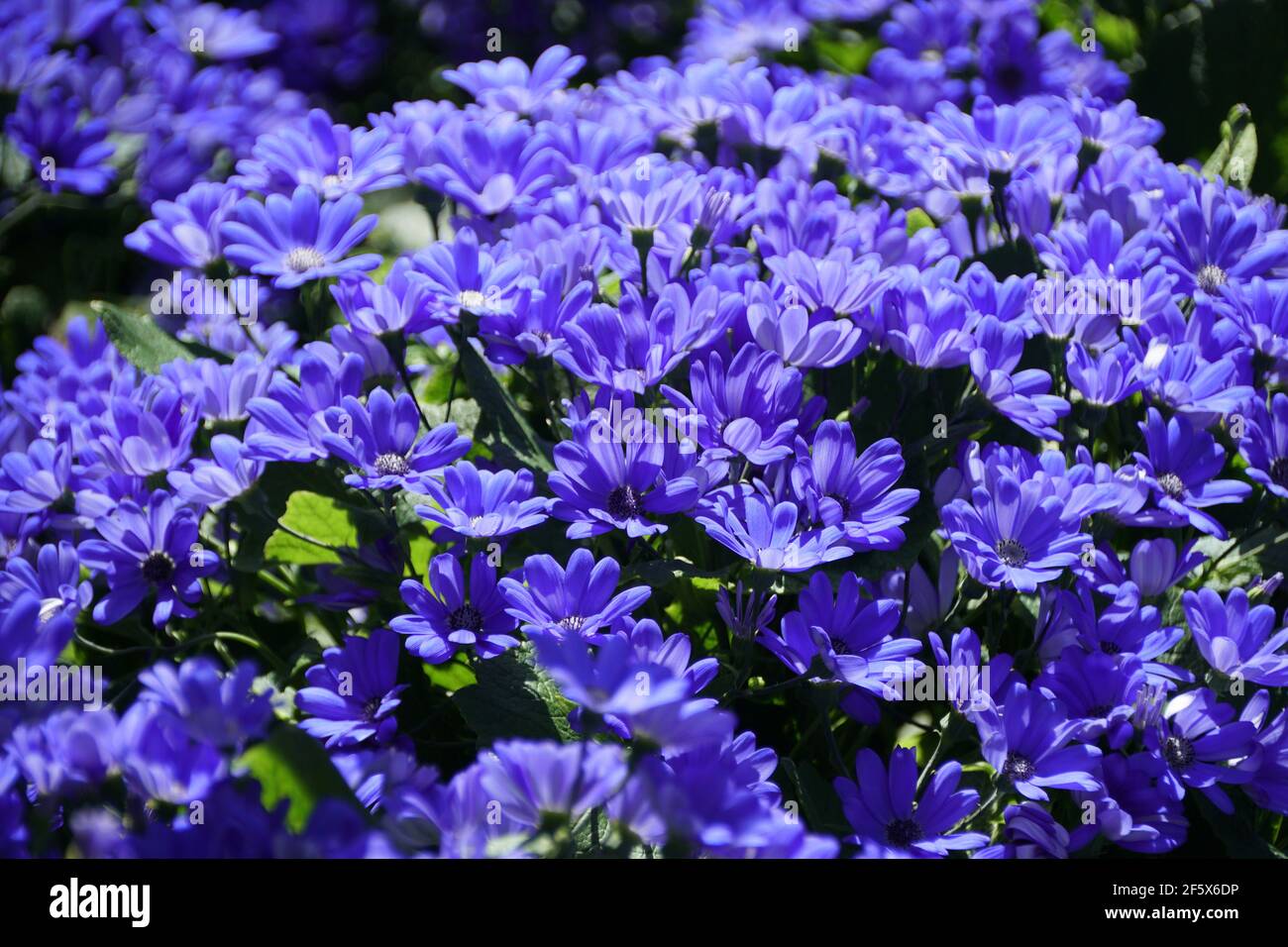 Bright blue color of Hybrid Cineraria flowers , with scientific name Pericallis Hybrida Stock Photo