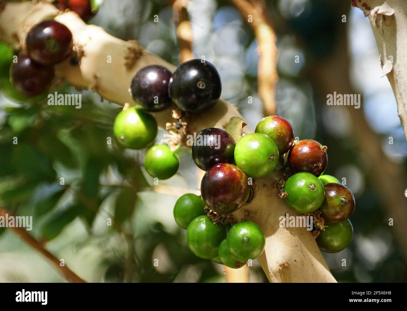 Clusters of Jaboticaba edible fruits, with scientific name Plinia Cauliflora, originated from Brazil and Bolivia Stock Photo