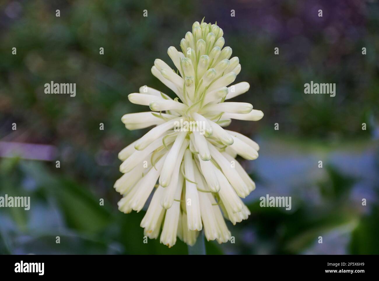 The white color of Winter Red-Hot-Poker flowers, with scientific name Veltheimia Bracteata Stock Photo