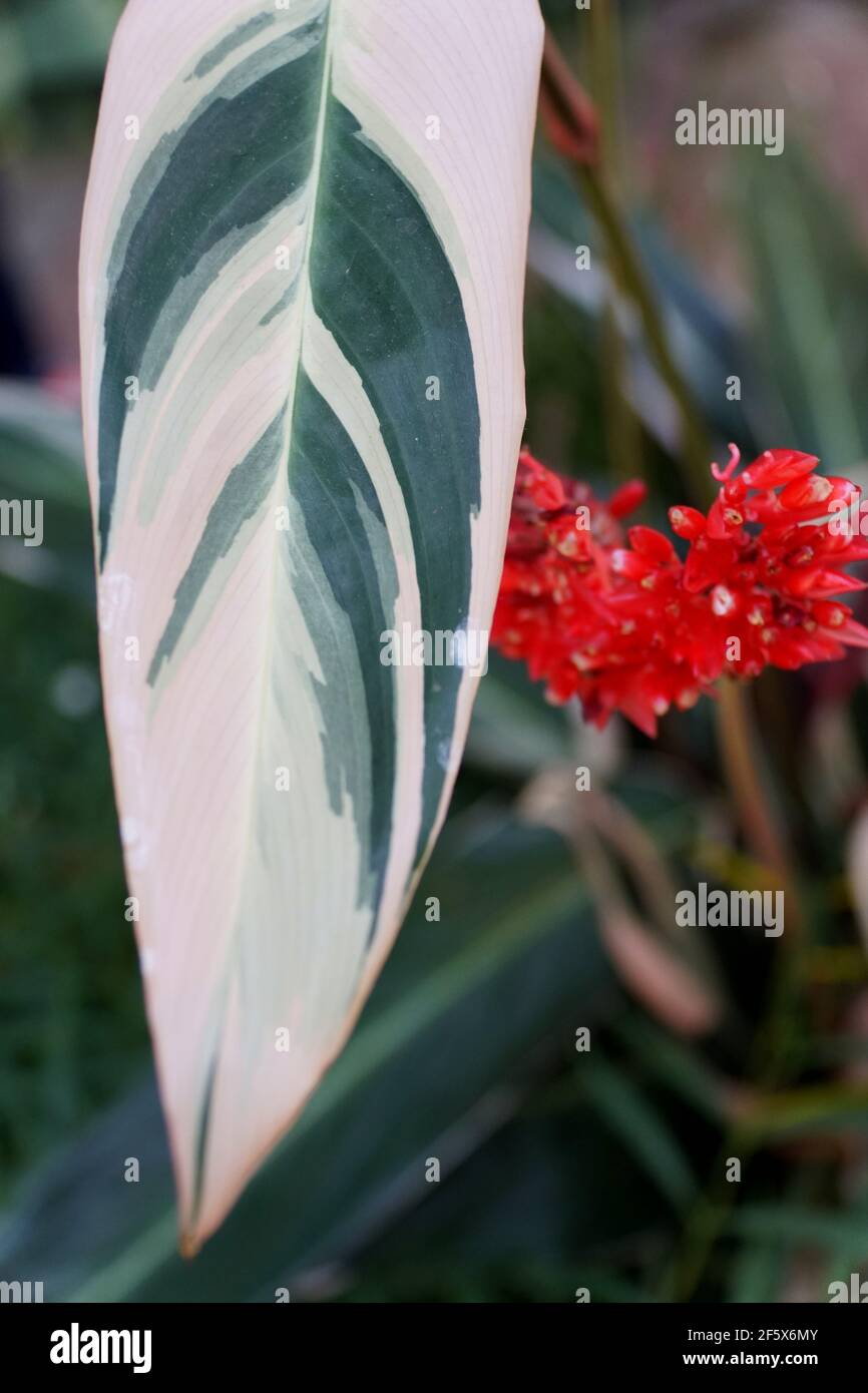 The white and green leaves of Stromanthe Sanguinea Triostar, a tropical plant Stock Photo