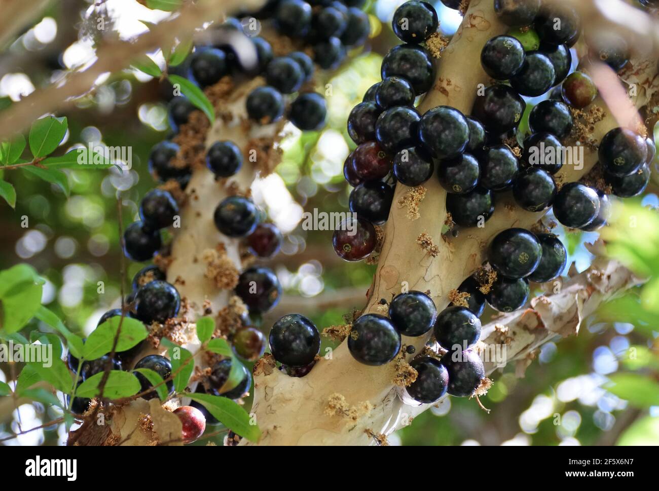 Clusters of Jaboticaba edible fruits, originated from Brazil and Bolivia Stock Photo