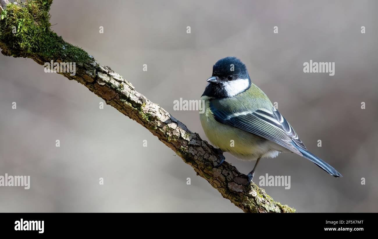 bird, natur, wild lebende tiere, ast, tier, blau, meise, kohlmeise Stock Photo