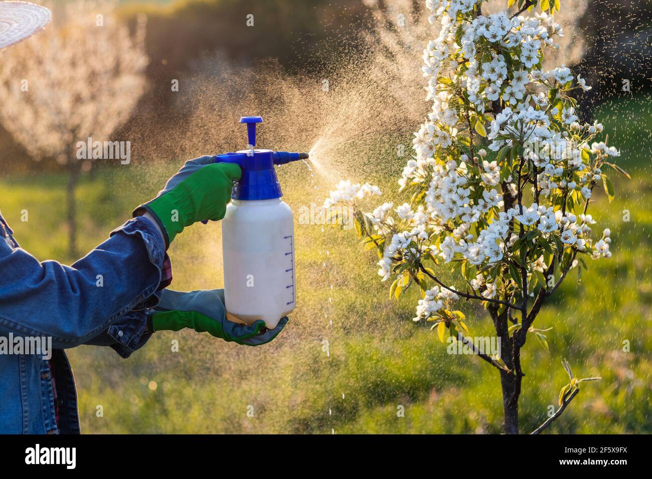 Spraying fruit tree by pesticide. hands wearing protective gloves using