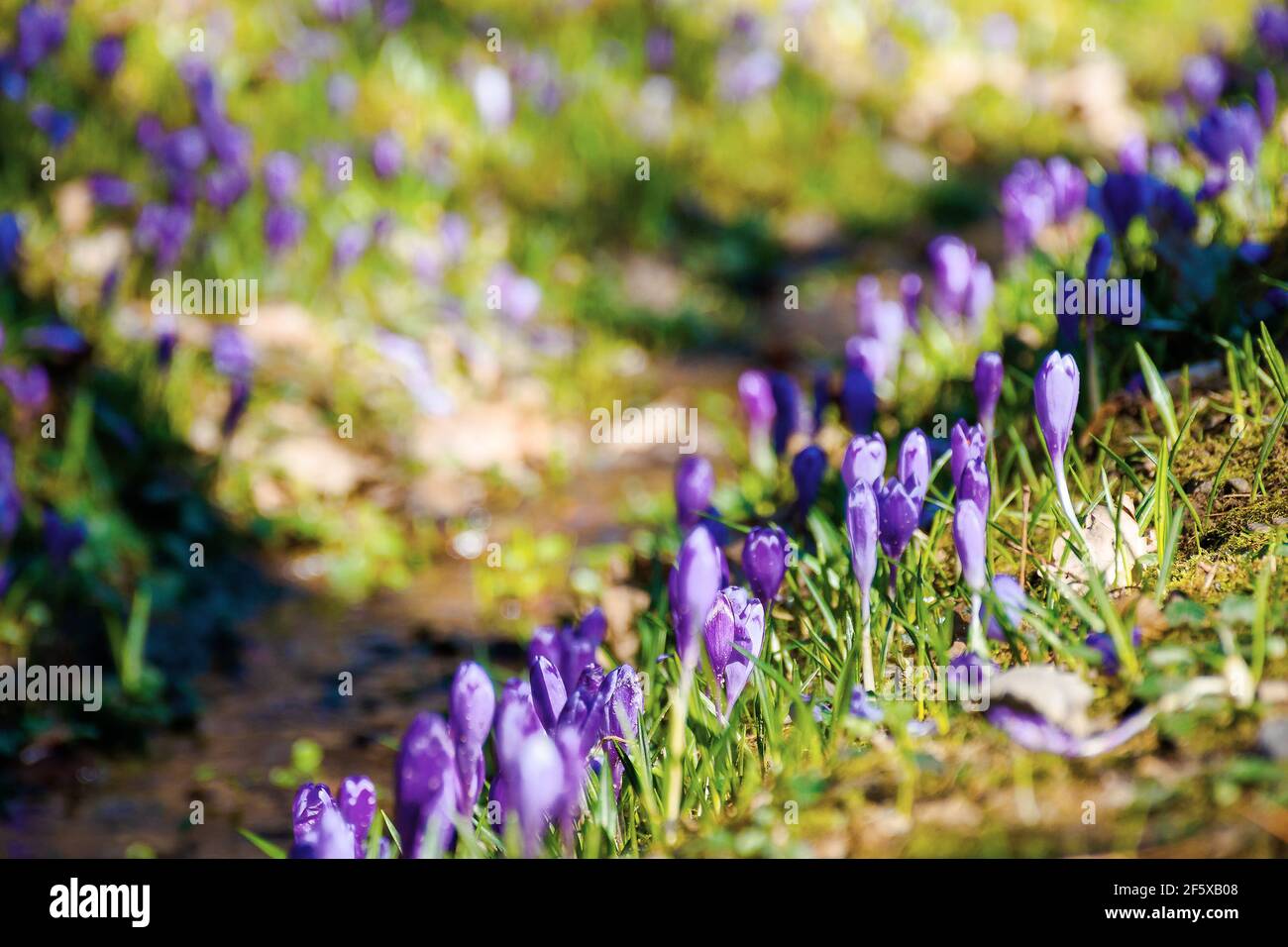 purple crocus flower blooming. beautiful nature scenery in the park. sunny weather. close up shot with shallow depth of field Stock Photo