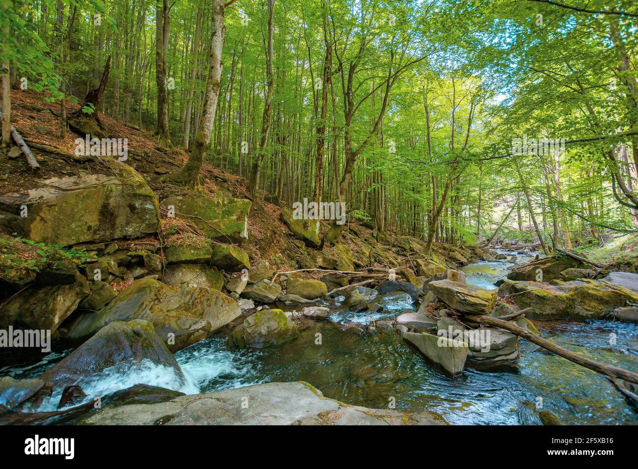 mountain stream runs through forest. spring nature scenery on a sunny day. rapid water flows among the rocks. beech trees on the shore in lush green f Stock Photo