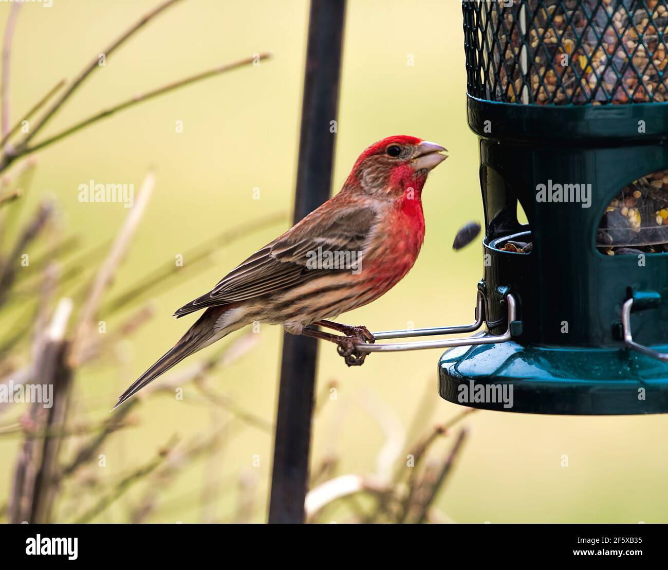 Red breasted finch hi-res stock photography and images - Alamy