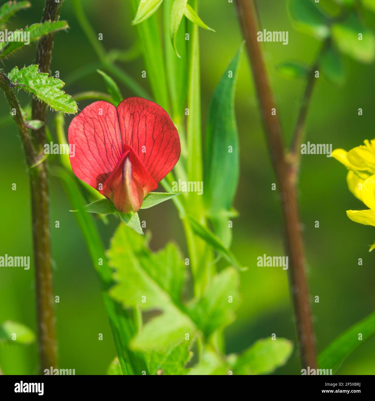 Detail of red flower of winged pea (Tetragonolobus purpureus) in the meadow Stock Photo