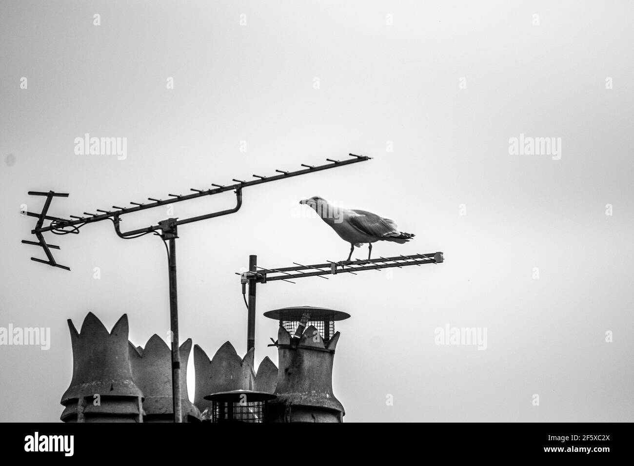 Seagul squawking on TV aerial Stock Photo