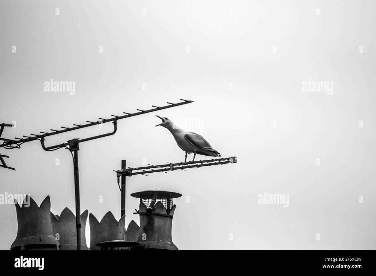 seagull squawking on tv aerial on chimney Stock Photo